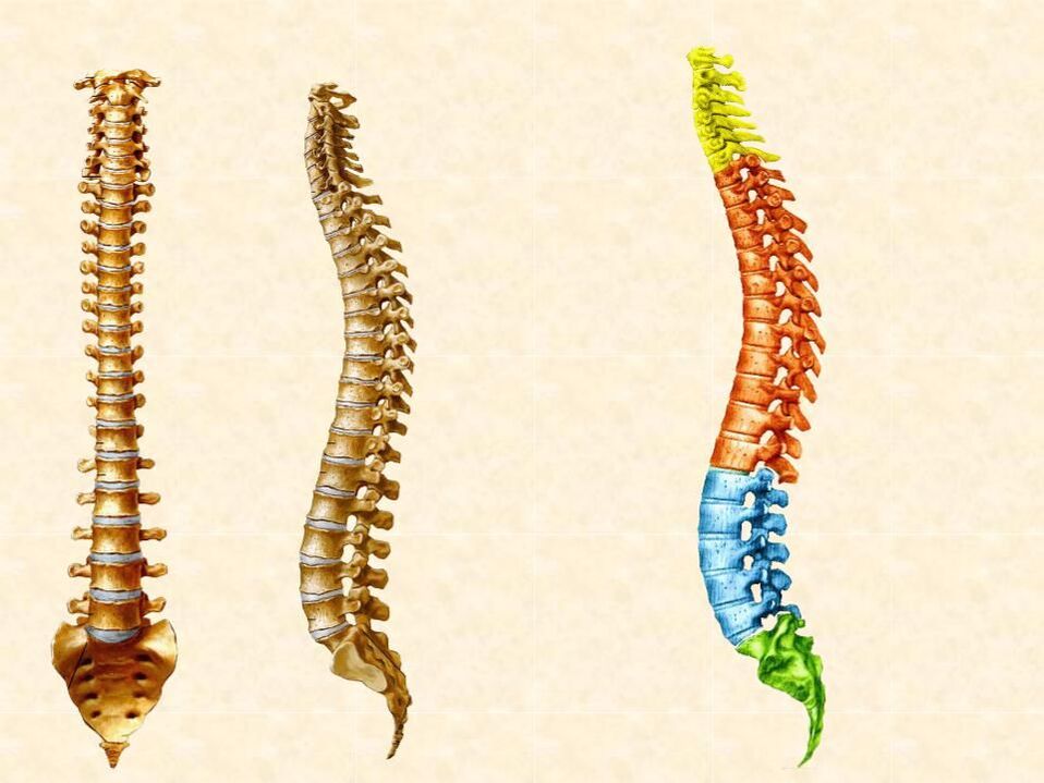 partes da columna vertebral